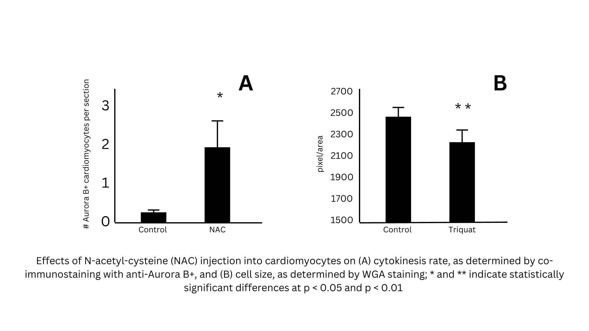Effect of N-acetyl-cysteine on cardiomyocyte cytokinesis and cell size